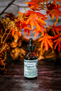 Yarrow (Achillea millefolium) Tincture