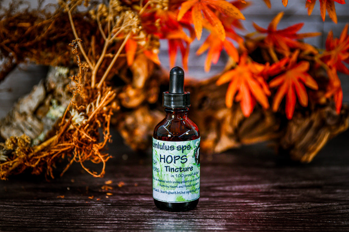 Hops (Humlulus lupulus ) Tincture