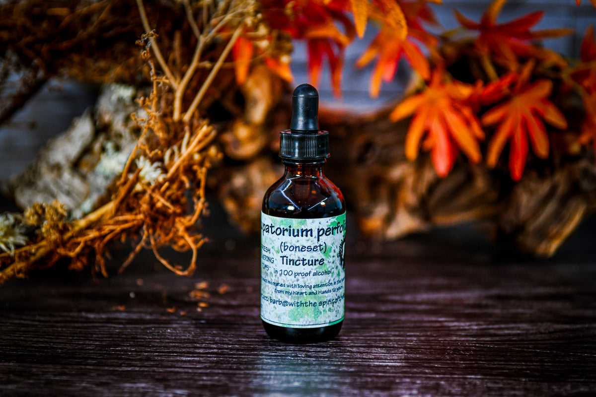 Boneset (Eupatorium perfoliatum) Tincture